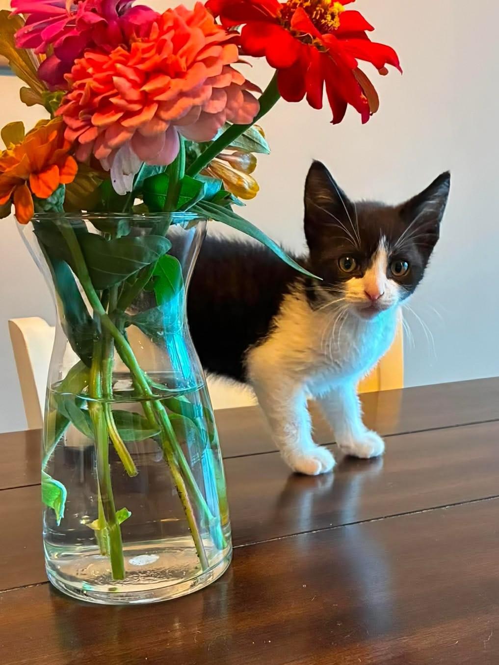 Enlarge Javier, a Adoptable Domestic Short Hair in Rochester , NY image 2/6