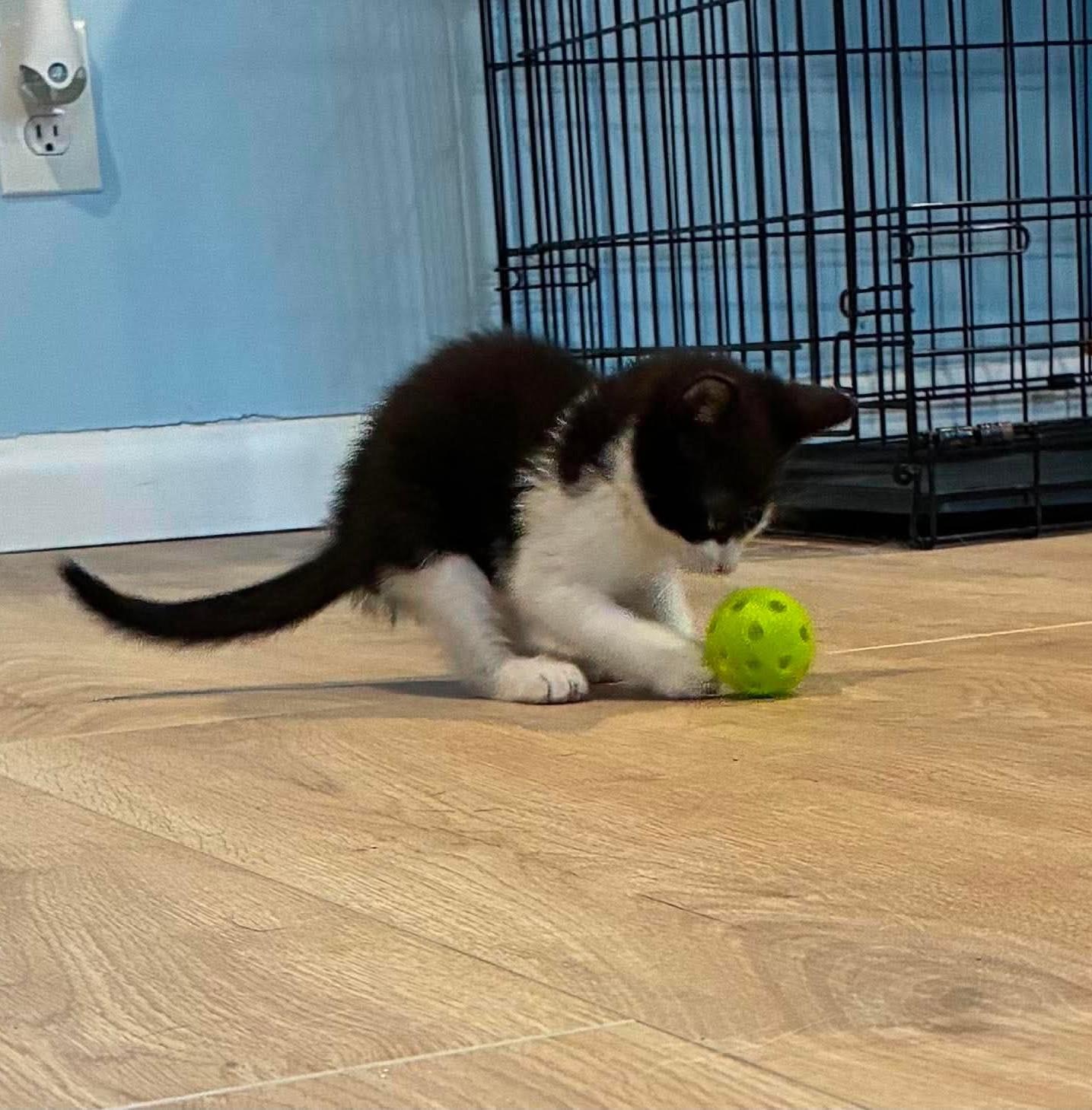 Enlarge Javier, a Adoptable Domestic Short Hair in Rochester , NY image 6/6