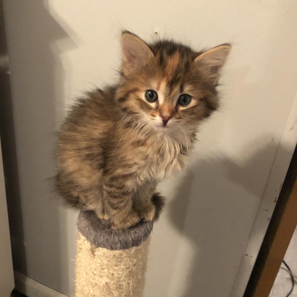 Enlarge Maisie, a Adoptable Domestic Short Hair in West Olive, MI image 1/6