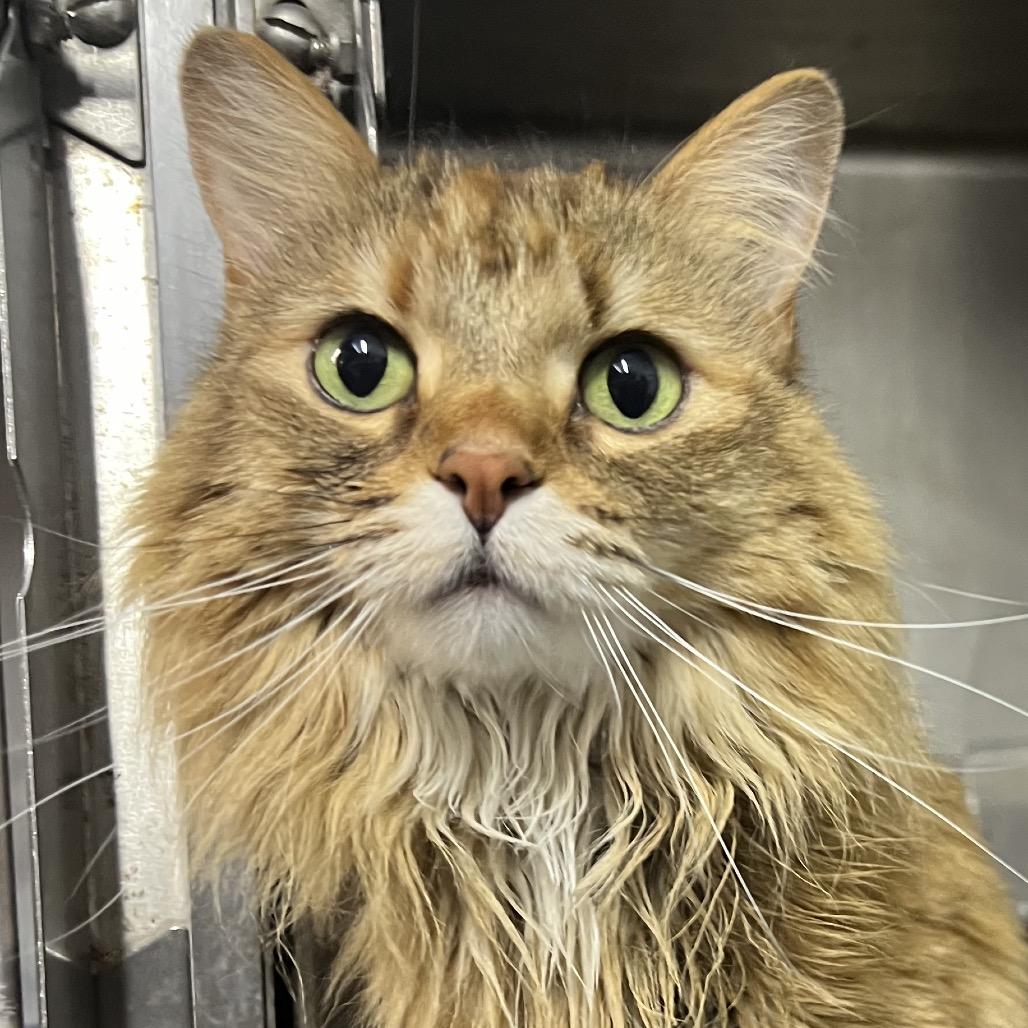 Enlarge Maisie, a Adoptable Domestic Short Hair in West Olive, MI image 2/6