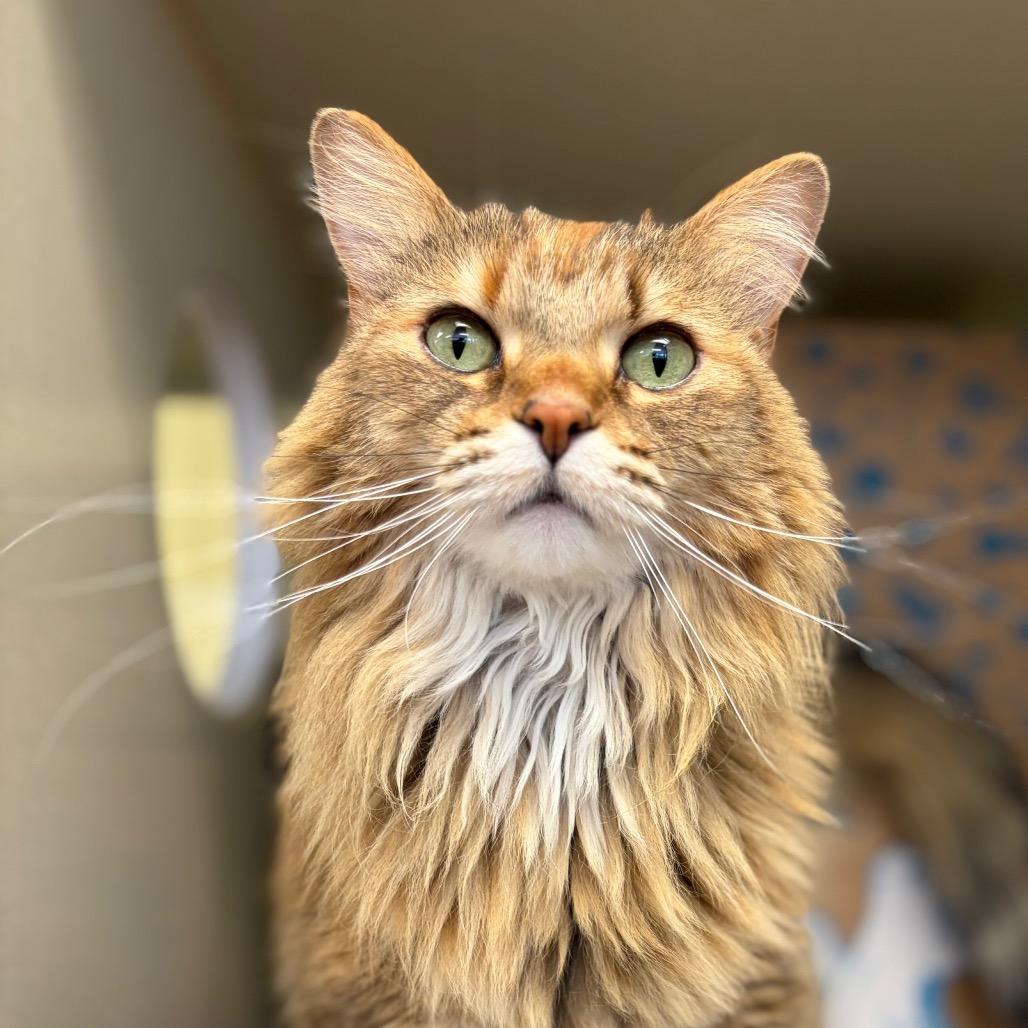 Enlarge Maisie, a Adoptable Domestic Short Hair in West Olive, MI image 3/6