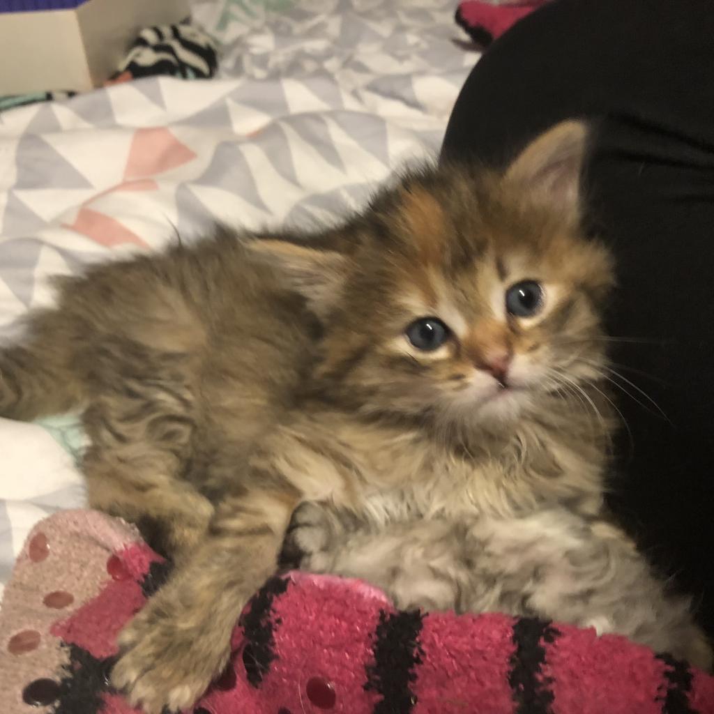 Enlarge Maisie, a Adoptable Domestic Short Hair in West Olive, MI image 4/6