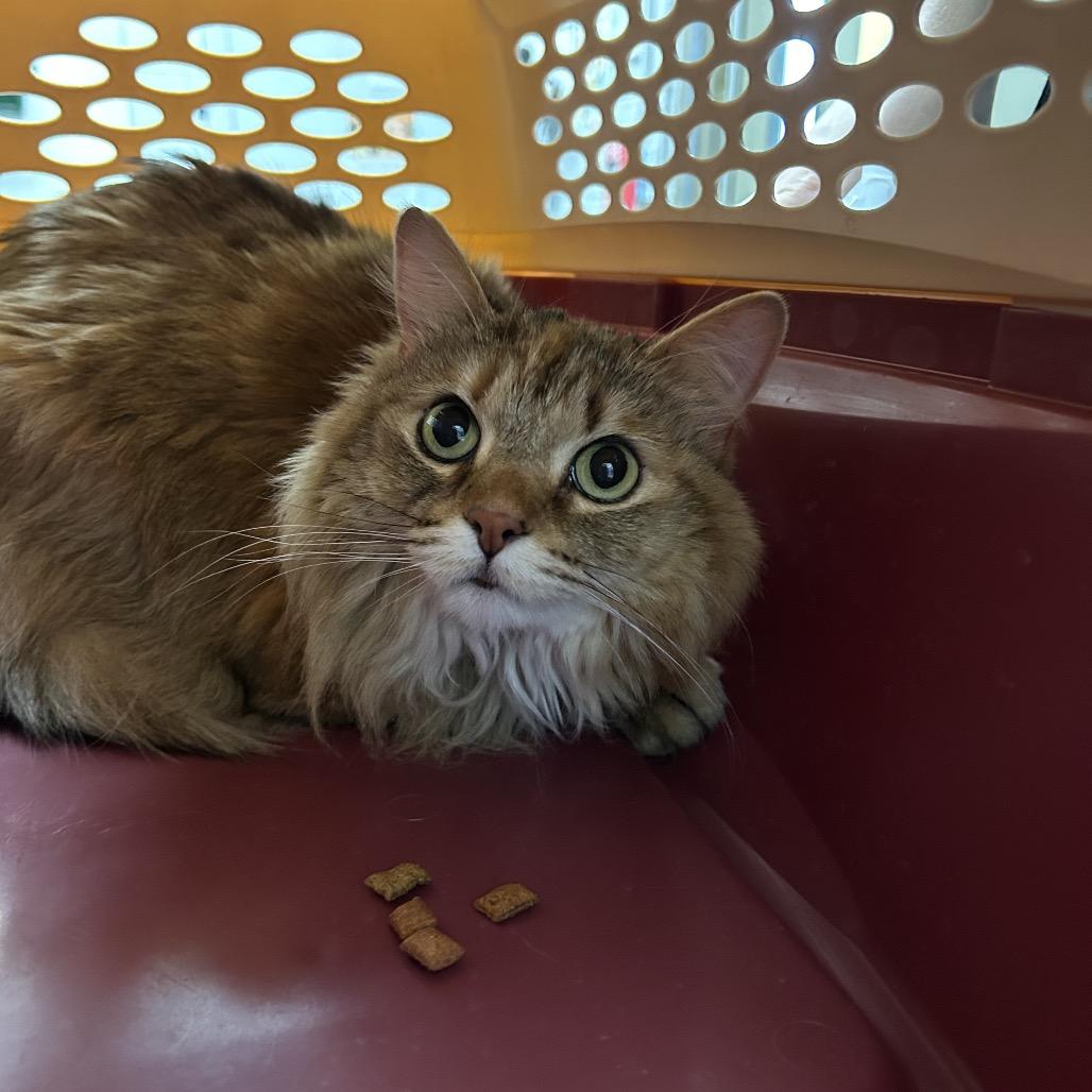 Enlarge Maisie, a Adoptable Domestic Short Hair in West Olive, MI image 5/6