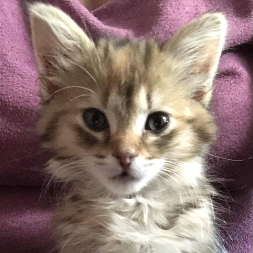 Enlarge Maisie, a Adoptable Domestic Short Hair in West Olive, MI image 6/6