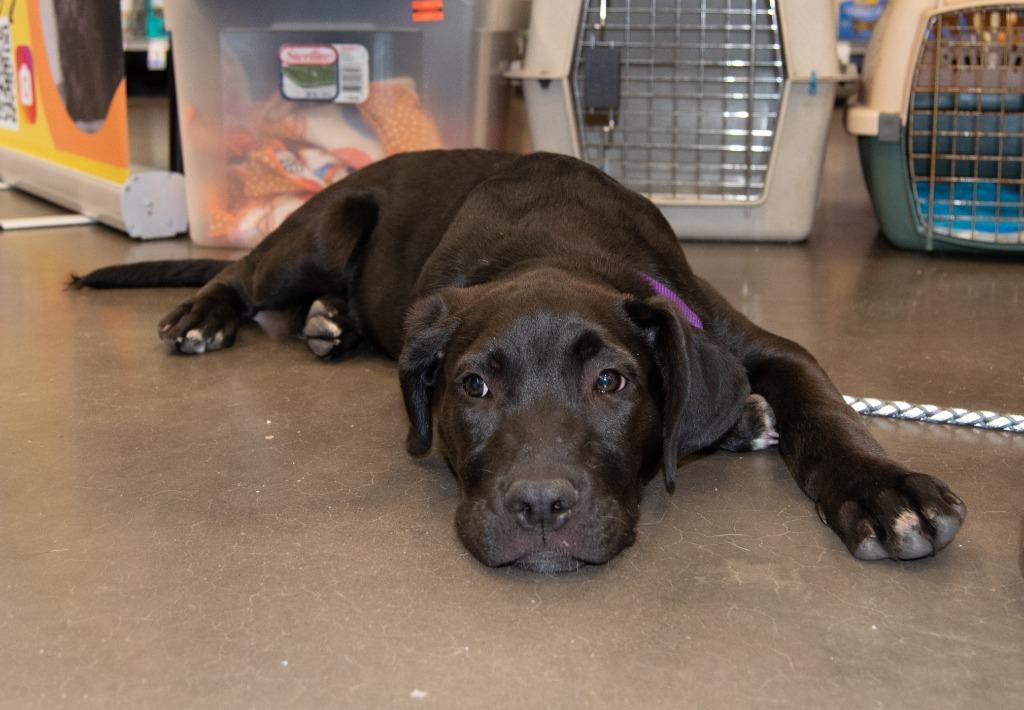 Mystique, Adoptable, Puppy Female Shepherd & Labrador Retriever.
