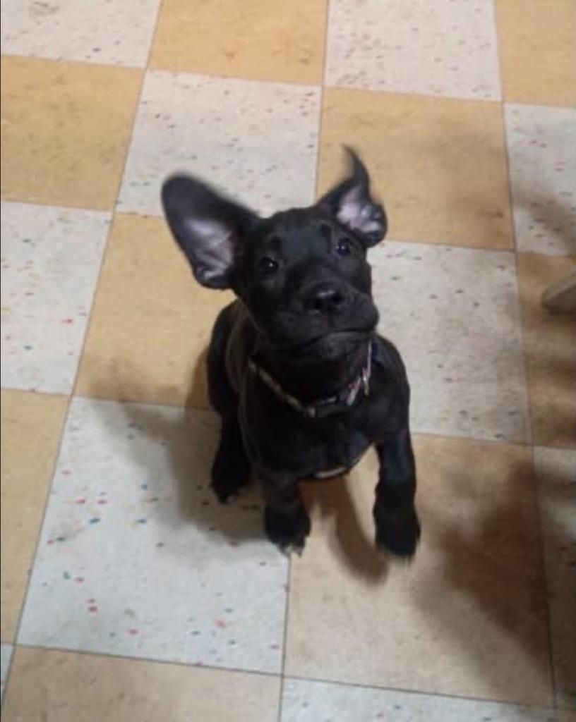 Enlarge Mystique, a Adoptable mixed breed in Cloquet, MN image 1/4