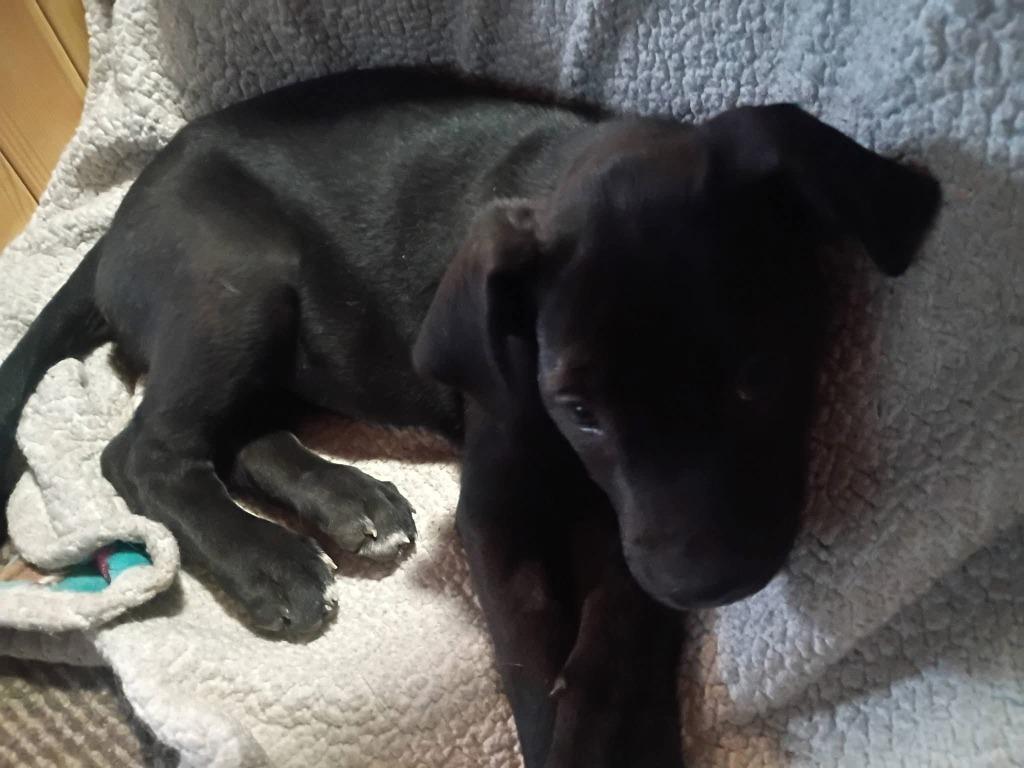 Enlarge Mystique, a Adoptable mixed breed in Cloquet, MN image 2/4