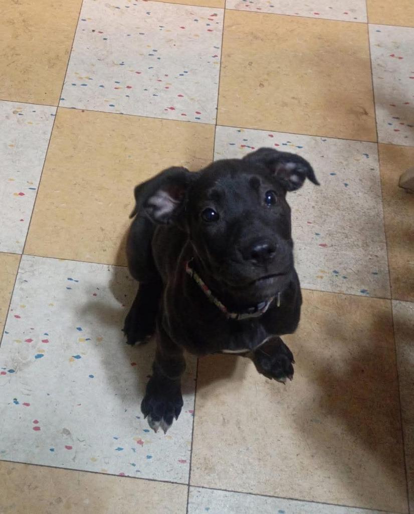 Enlarge Mystique, a Adoptable mixed breed in Cloquet, MN image 3/4