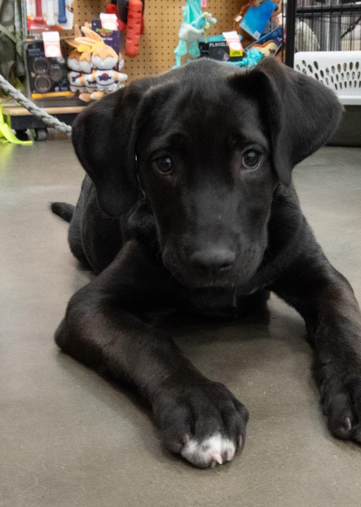 Mystique, a Adoptable mixed breed in Cloquet, MN image 5/6