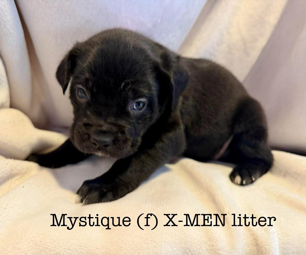 Enlarge Mystique, a Adoptable mixed breed in Cloquet, MN image 4/4