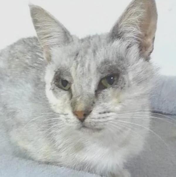 LAVINA, Adoptable, Adult Female Silver & Egyptian Mau.