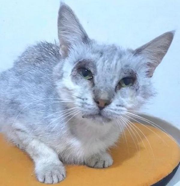 LAVINA, an adopted mixed breed in Madison, WI image 3/3