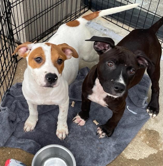 Mistletoe & Feliz, an adopted mixed breed in Cairo, GA image 1/6