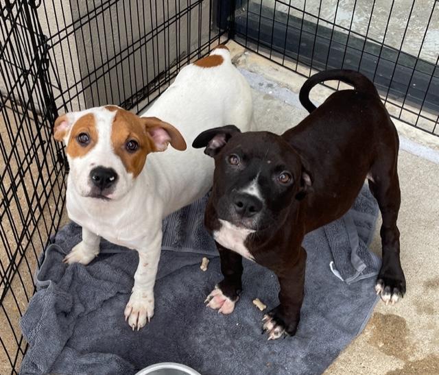 Mistletoe & Feliz, an adopted mixed breed in Cairo, GA image 2/6