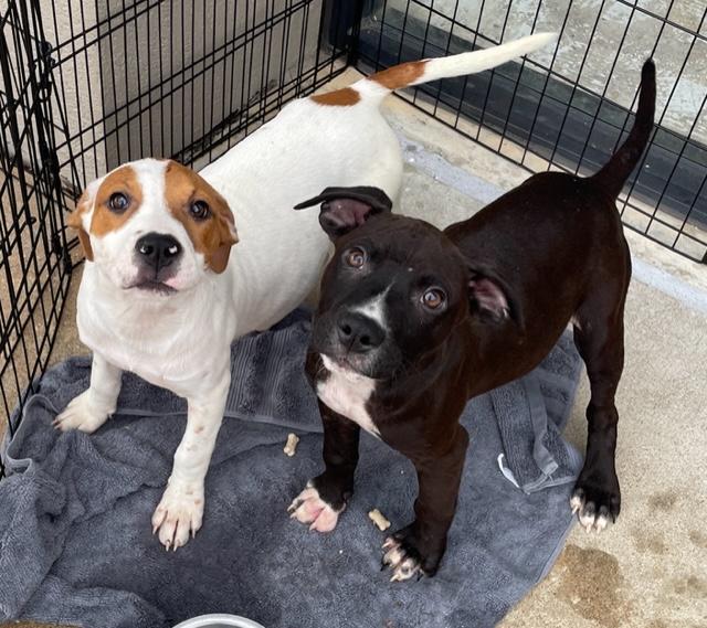 Mistletoe & Feliz, an adopted mixed breed in Cairo, GA image 3/6