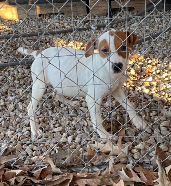Mistletoe & Feliz, an adopted mixed breed in Cairo, GA image 4/6