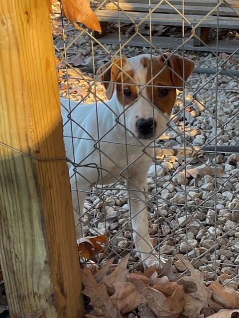 Mistletoe & Feliz, an adopted mixed breed in Cairo, GA image 5/6