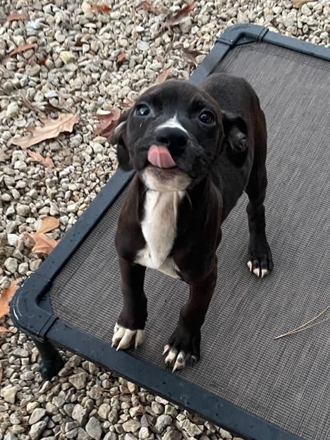 Mistletoe & Feliz, an adopted mixed breed in Cairo, GA image 6/6