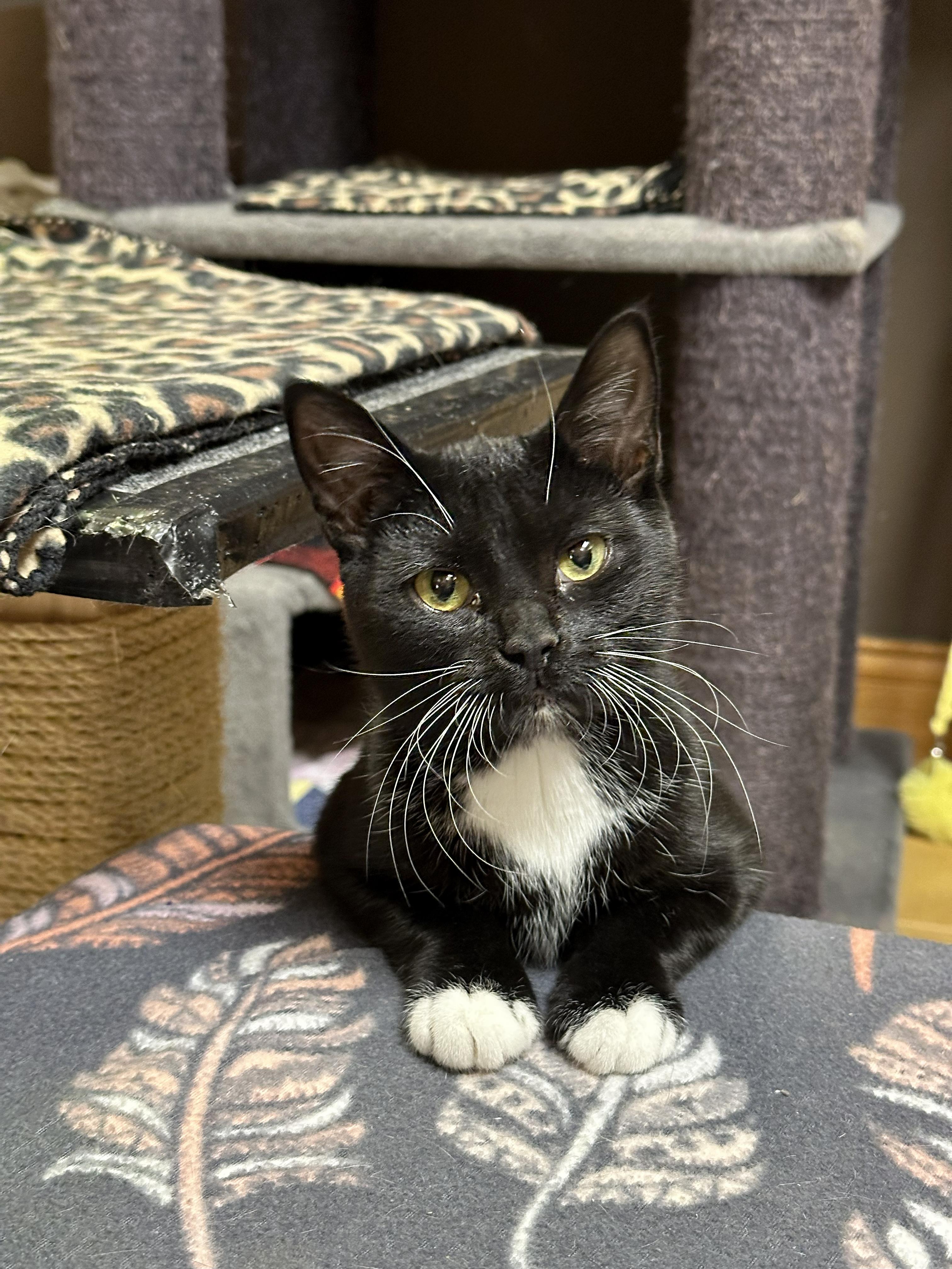 Enlarge Bernadette, a Adoptable Domestic Short Hair in Crystal Lake, IL image 5/6