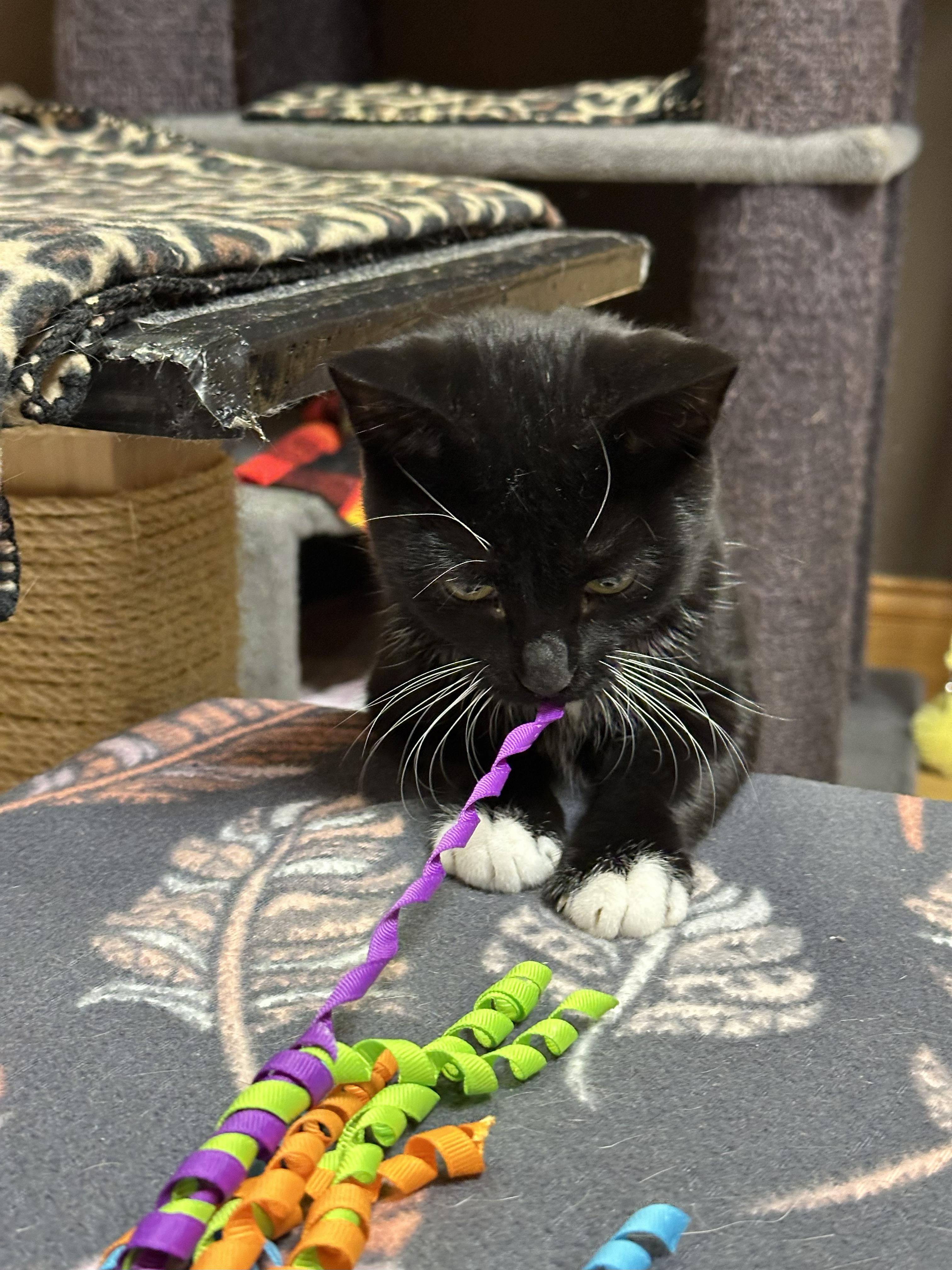 Enlarge Bernadette, a Adoptable Domestic Short Hair in Crystal Lake, IL image 3/6