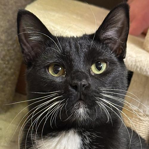 Bernadette, Adoptable, Kitten Female Domestic Short Hair.