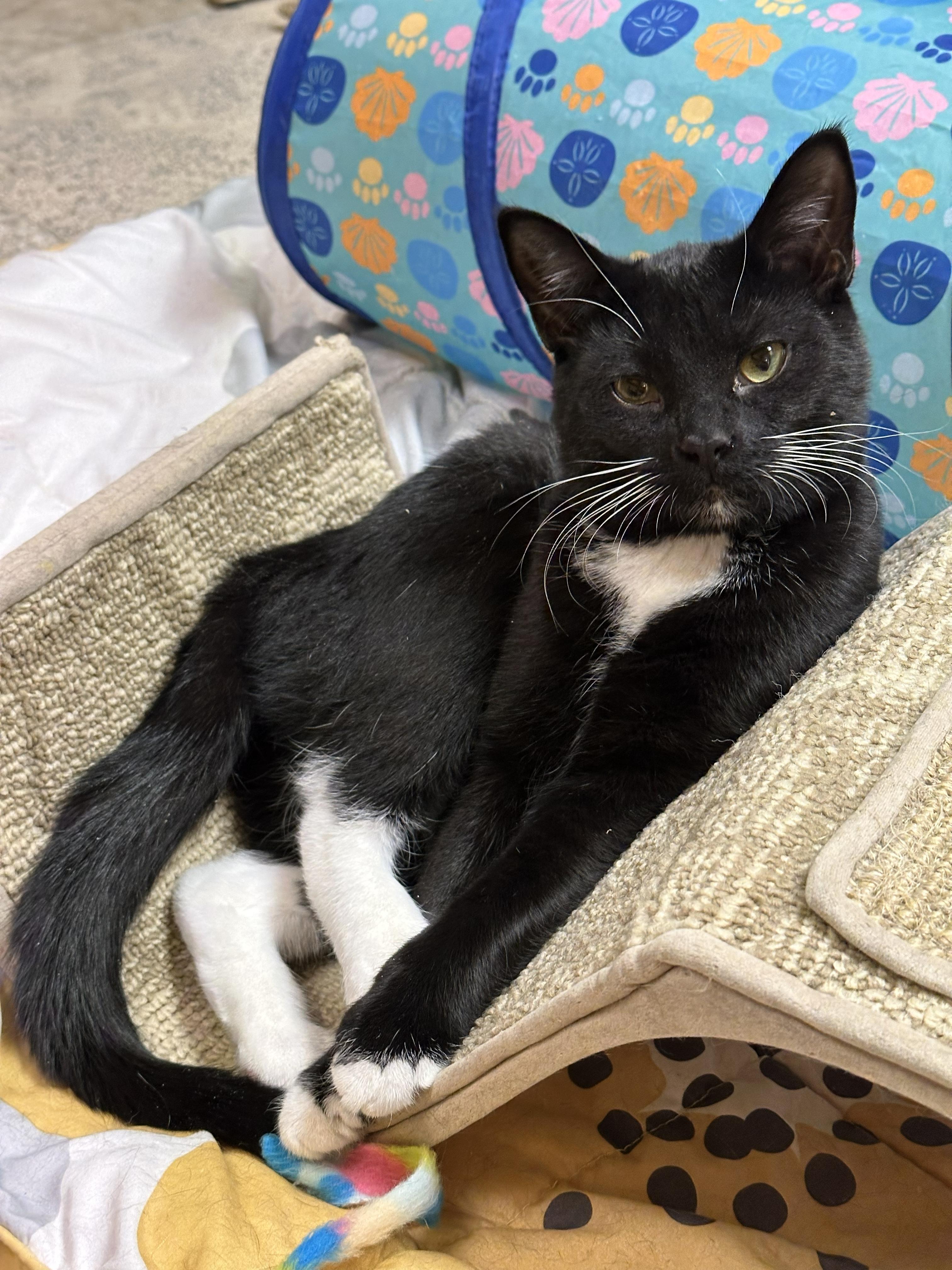 Enlarge Bernadette, a Adoptable Domestic Short Hair in Crystal Lake, IL image 6/6