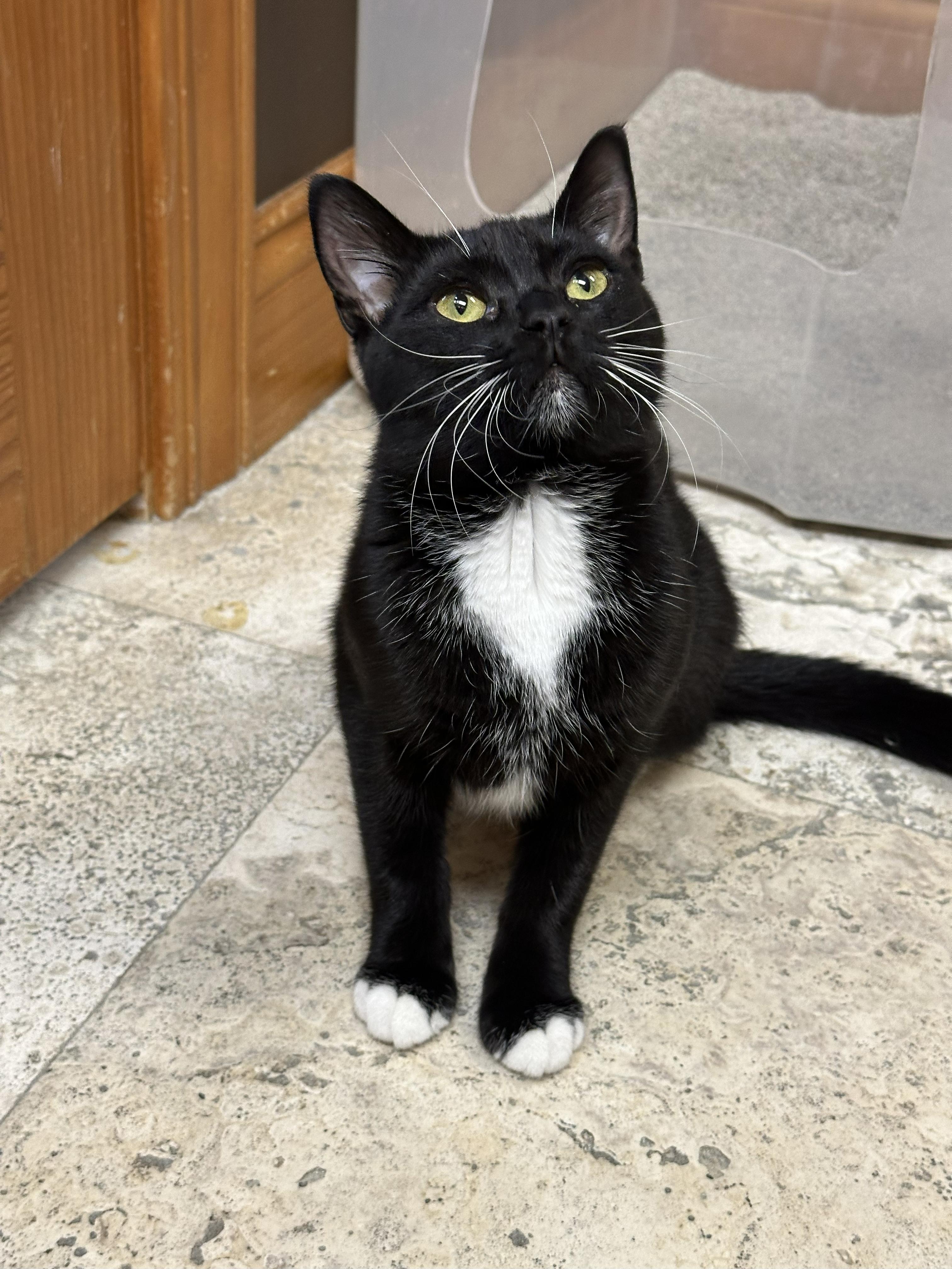 Enlarge Bernadette, a Adoptable Domestic Short Hair in Crystal Lake, IL image 4/6
