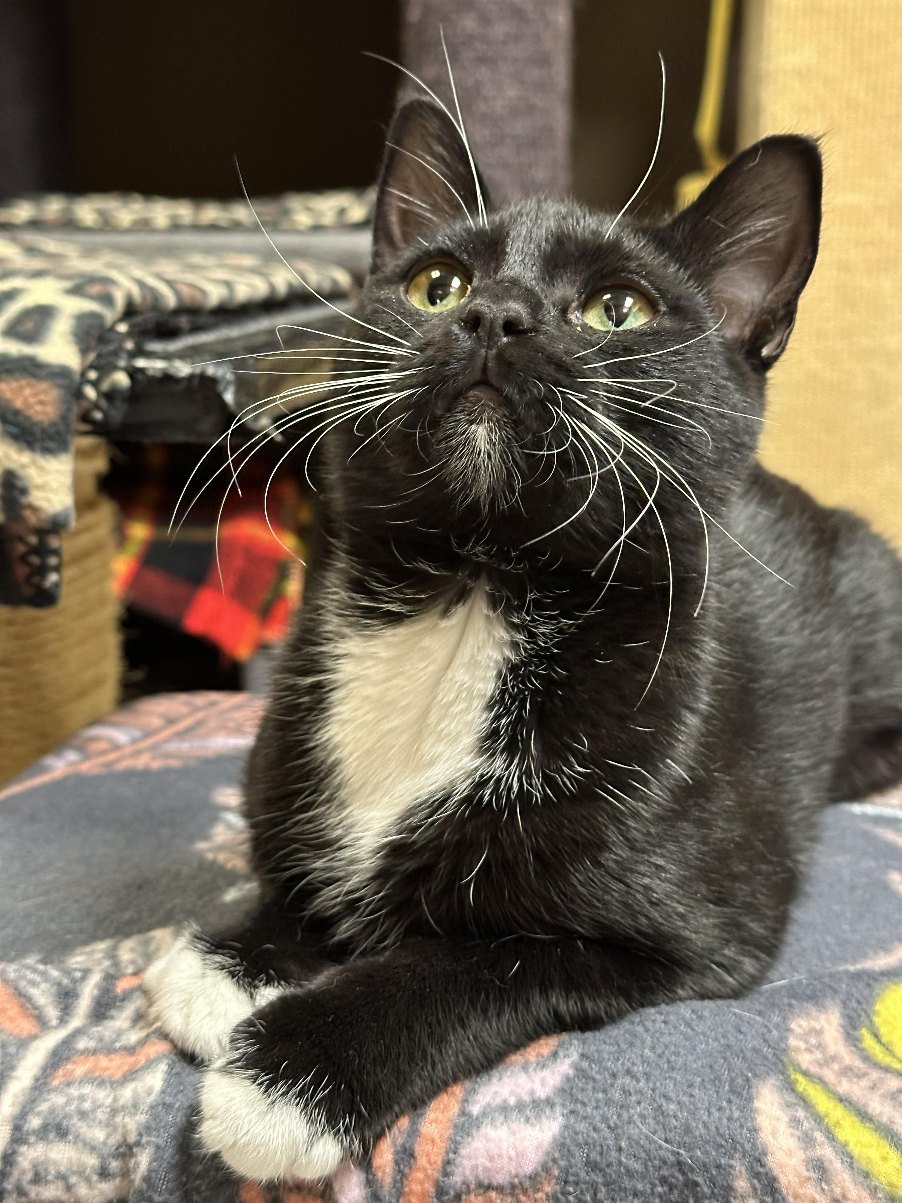 Enlarge Bernadette, a Adoptable Domestic Short Hair in Crystal Lake, IL image 2/6