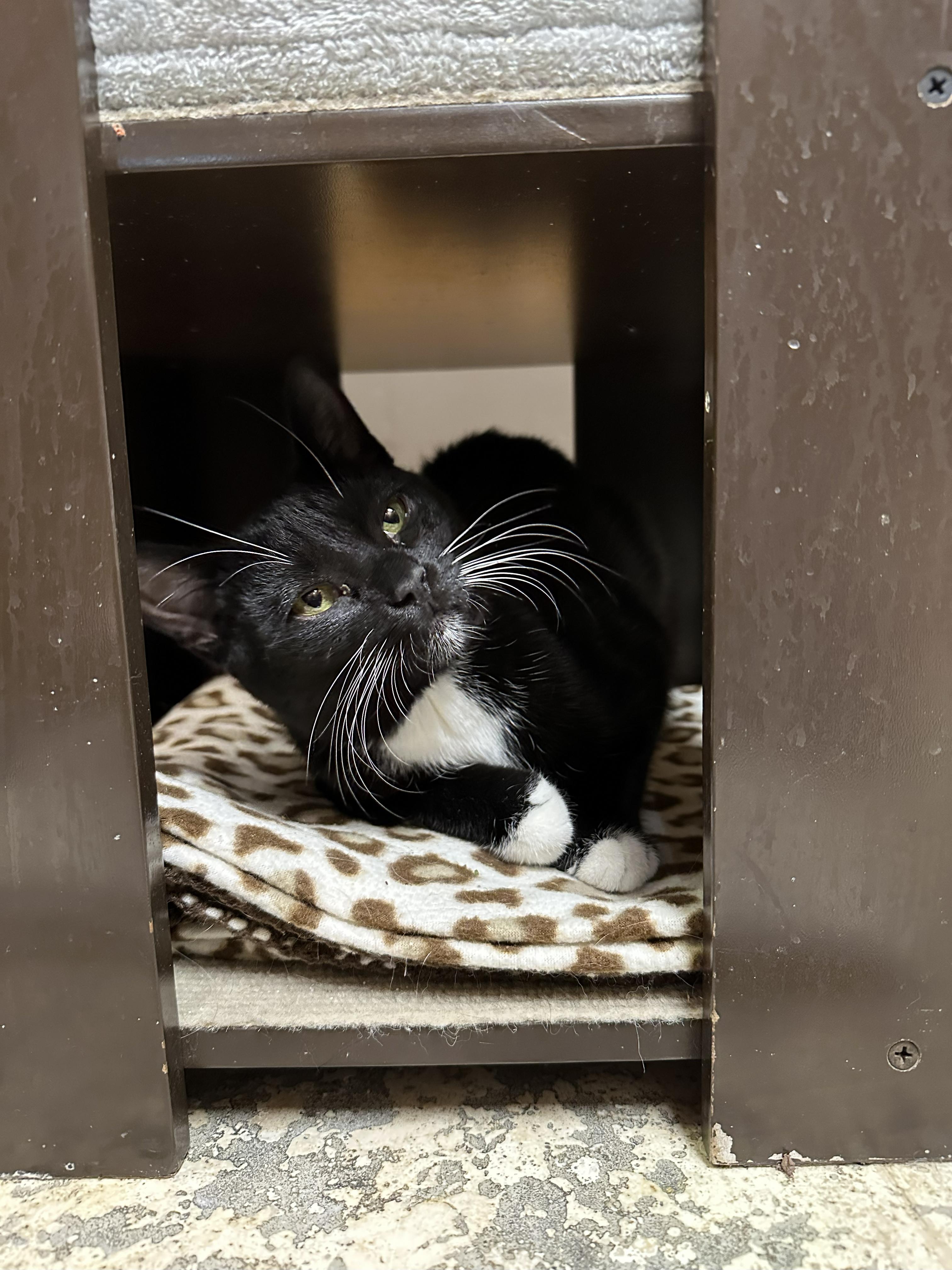 Enlarge Bernadette, a Adoptable Domestic Short Hair in Crystal Lake, IL image 6/6