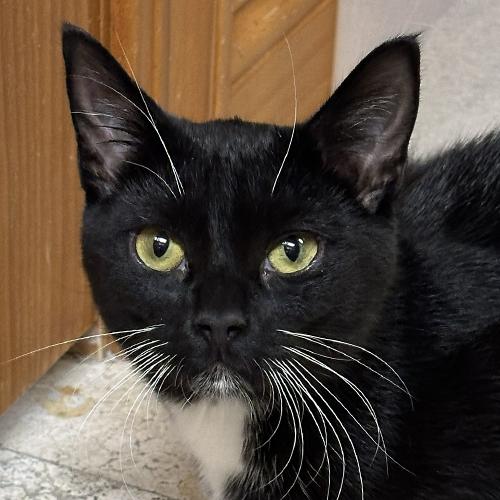 Bernadette, Adoptable, Kitten Female Domestic Short Hair.