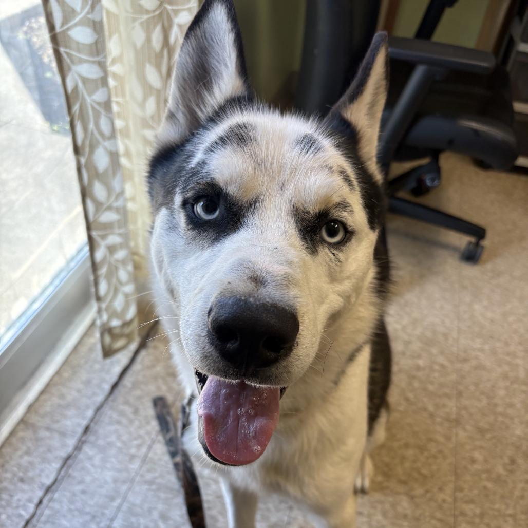 Enlarge Turk, a Adoptable mixed breed in Warren, PA image 1/1