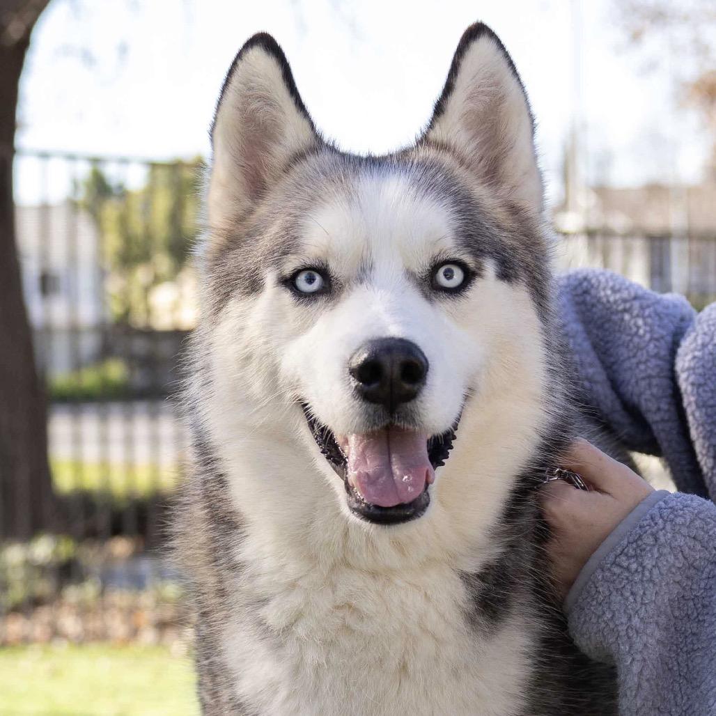 Luca, ADOPTABLE, Adult Male Siberian Husky.