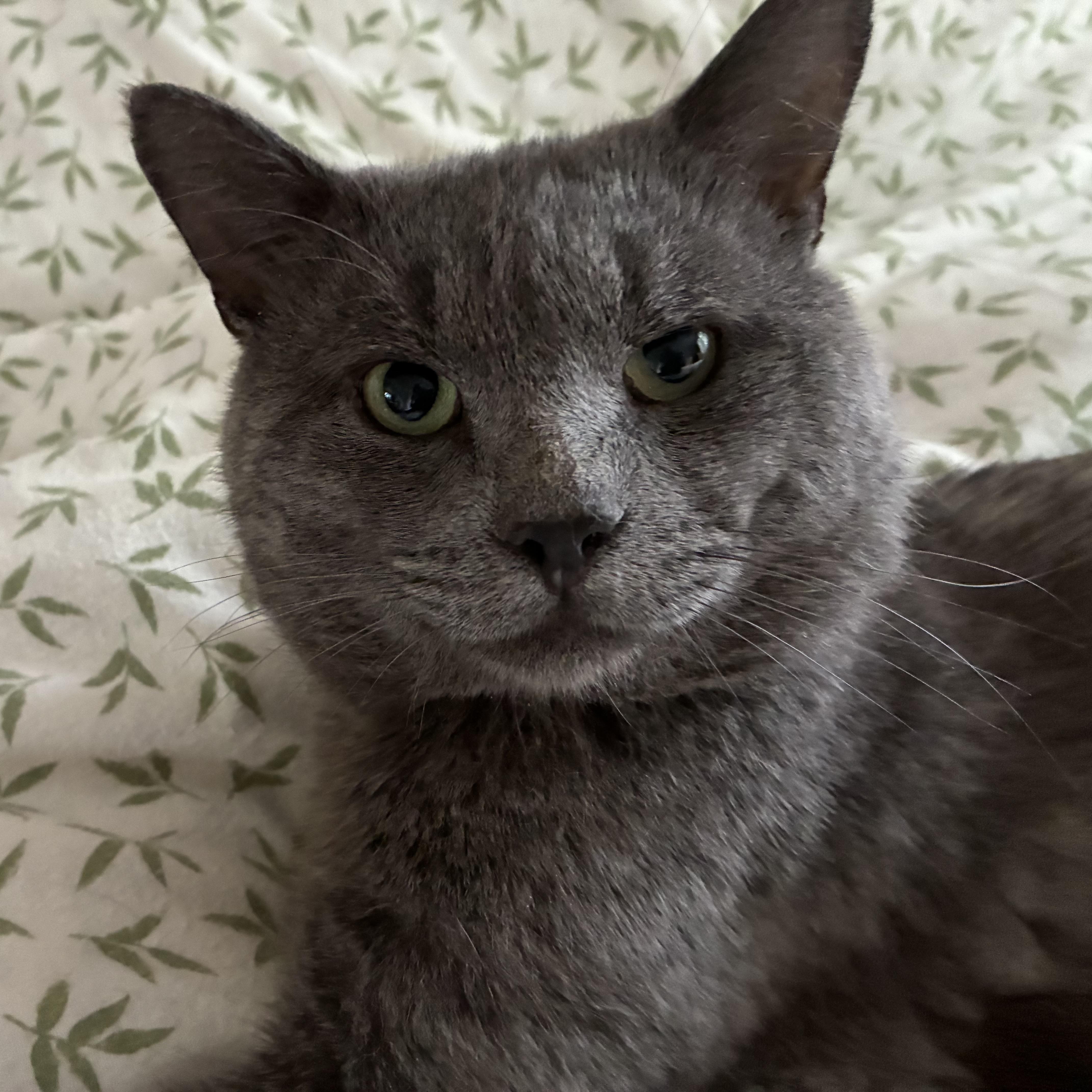 Gilbert, ADOPTABLE, Adult Male Domestic Short Hair & Chartreux.