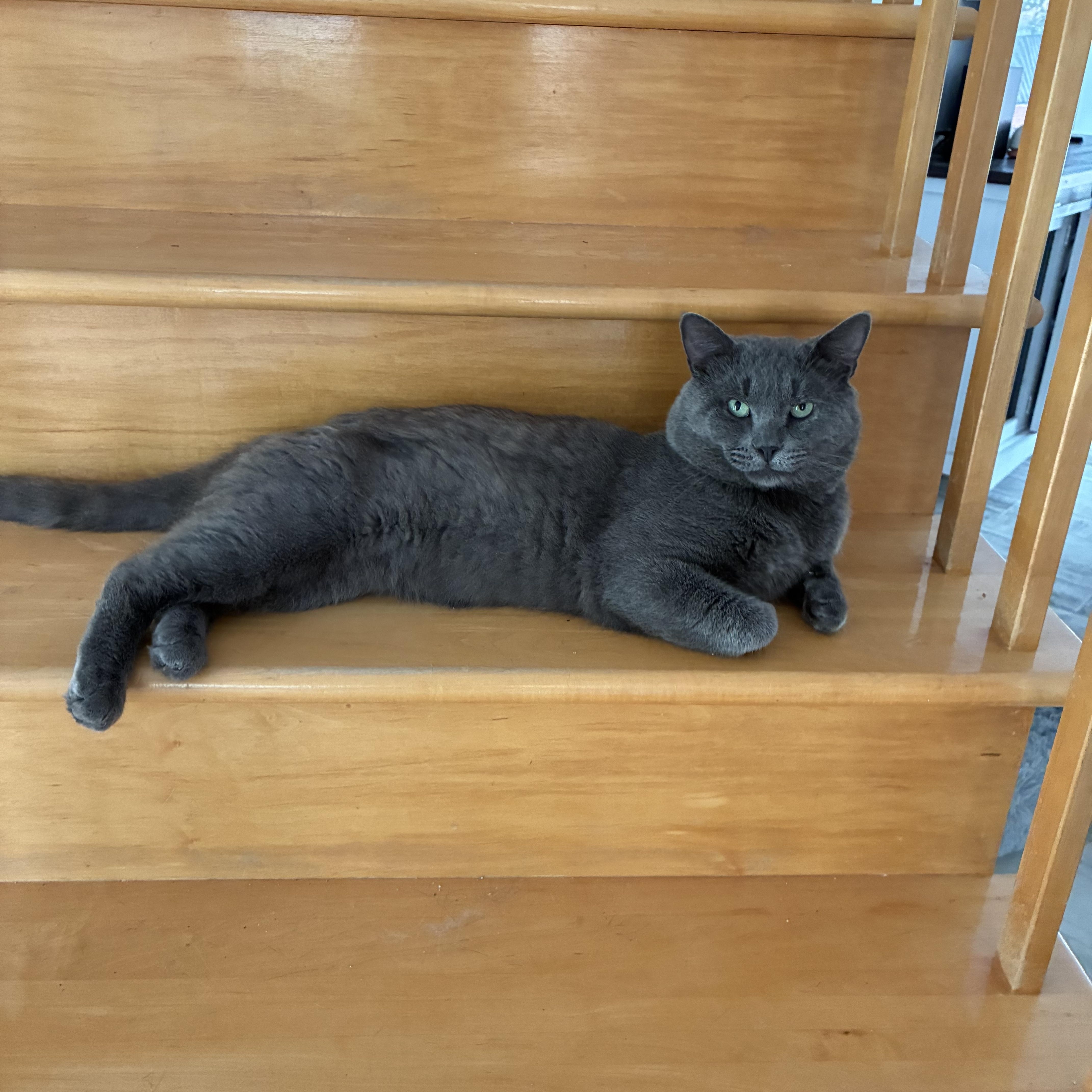 Enlarge Gilbert, a Adoptable mixed breed in Montreal, QC image 1/6