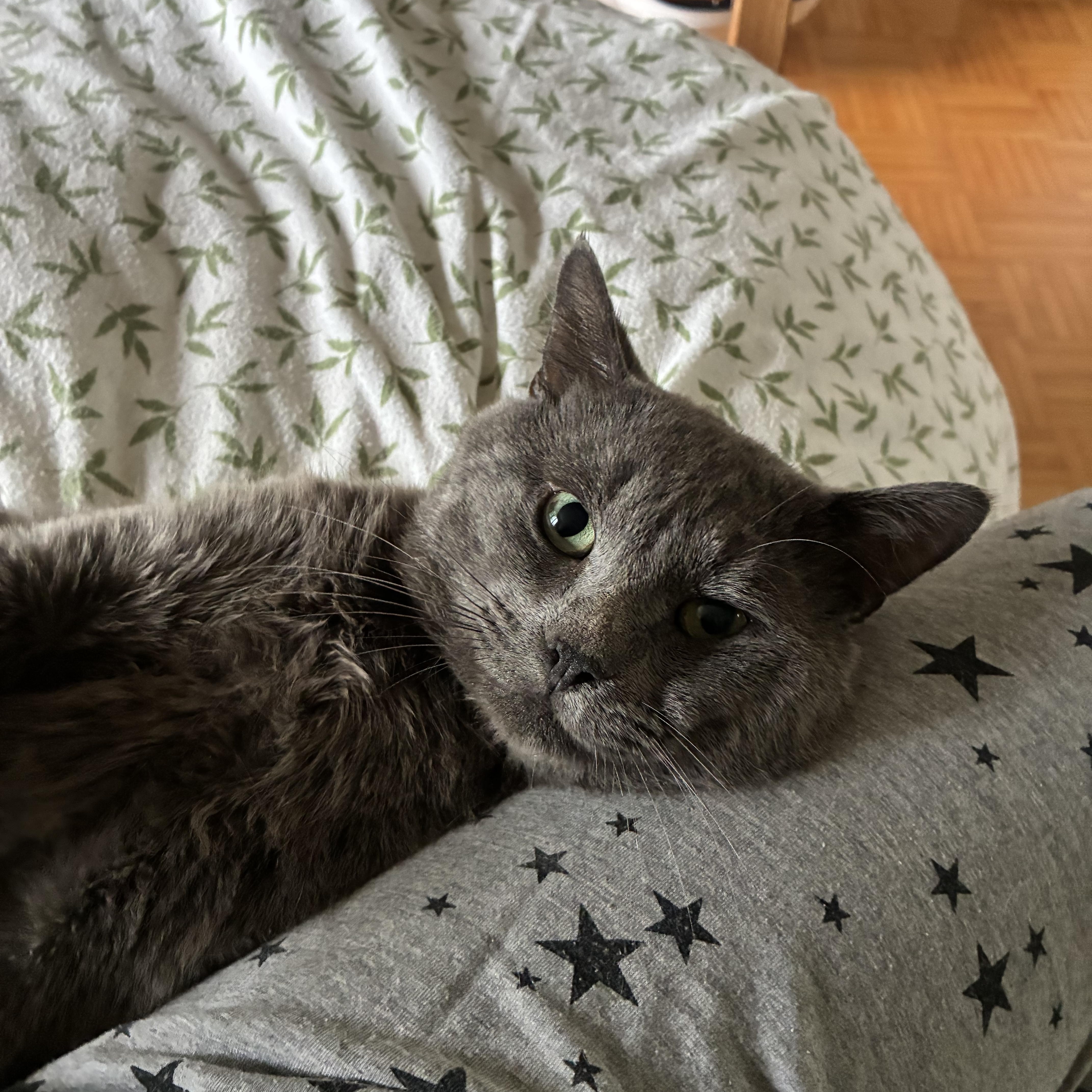 Gilbert, a ADOPTABLE mixed breed in Montreal, QC image 2/5