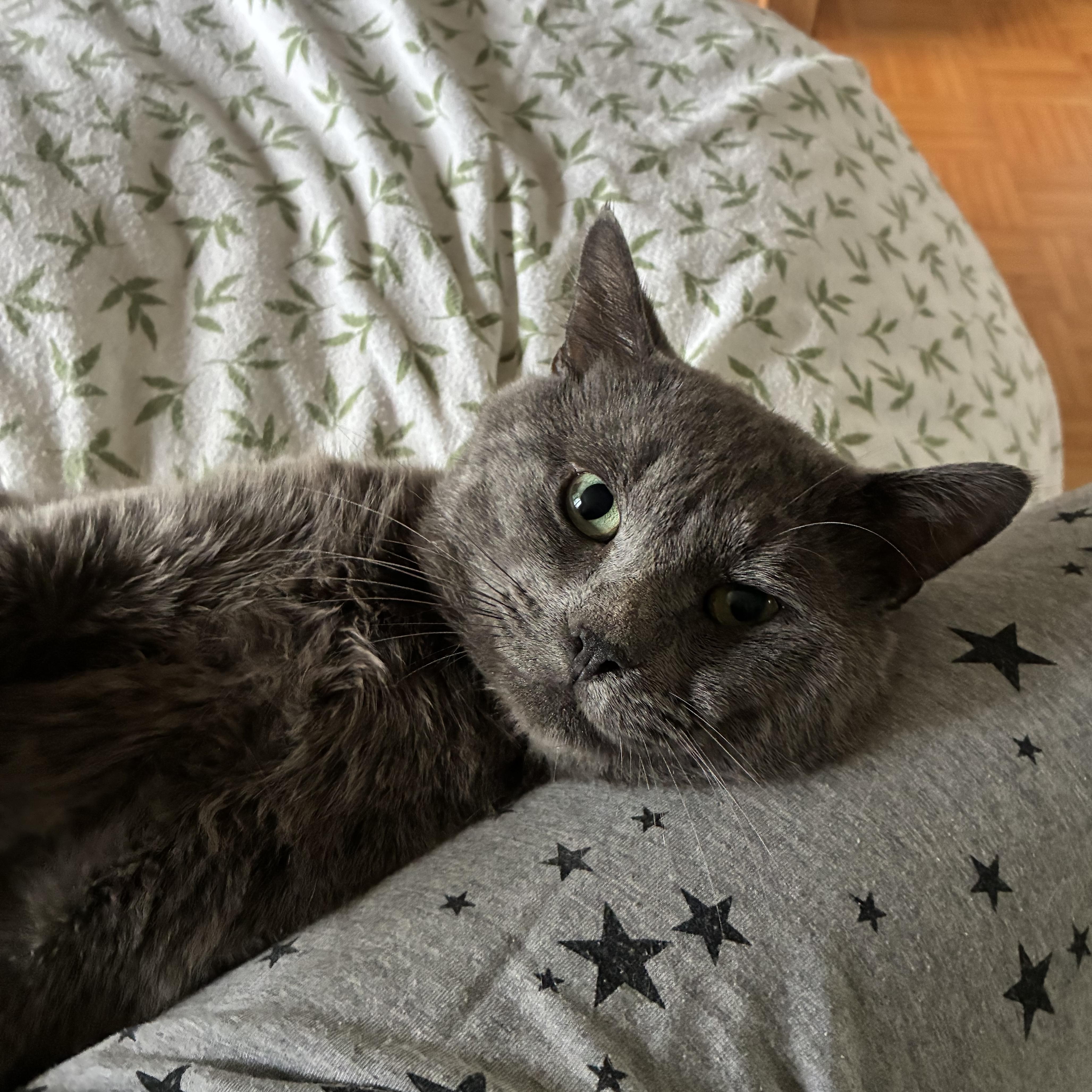 Enlarge Gilbert, a Adoptable mixed breed in Montreal, QC image 5/6