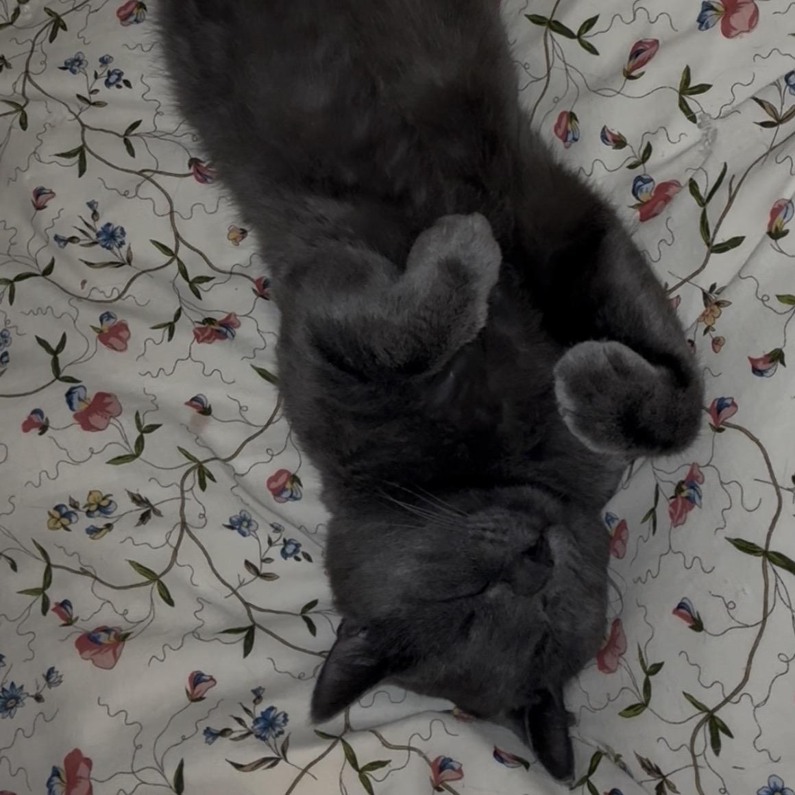 Enlarge Gilbert, a Adoptable mixed breed in Montreal, QC image 4/6