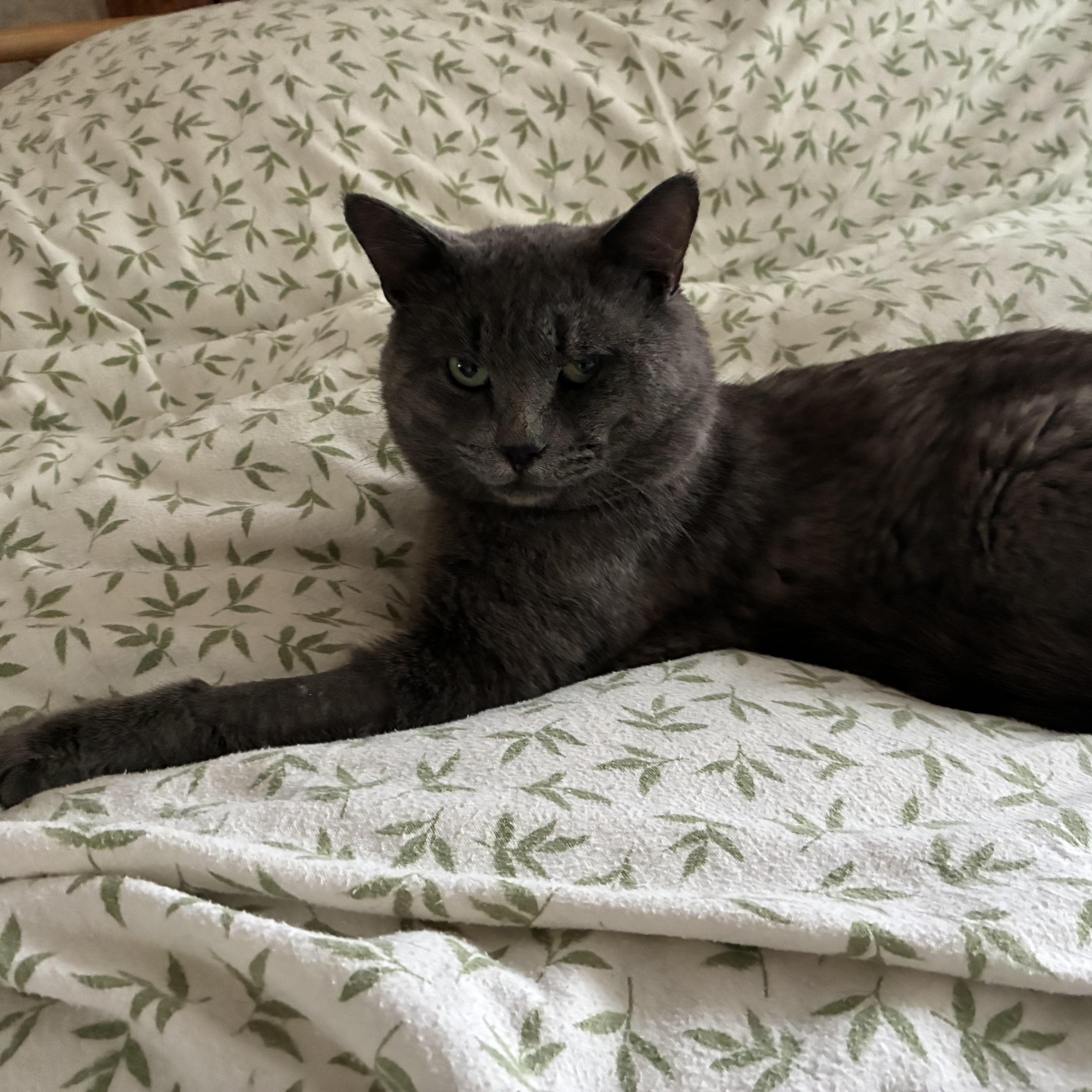 Gilbert, a ADOPTABLE mixed breed in Montreal, QC image 5/5