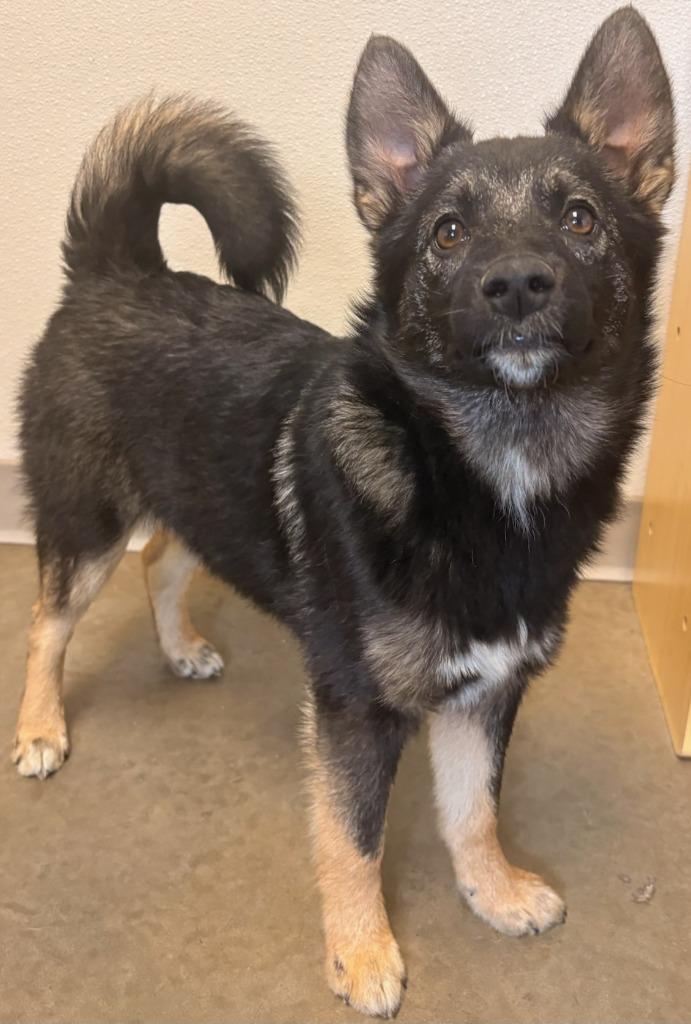 Enlarge Ellinore, a Adoptable mixed breed in Murphysboro, IL image 1/4