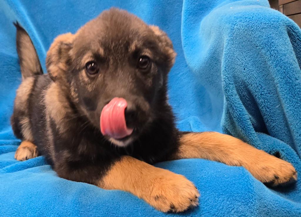 Enlarge Ellinore, a Adoptable mixed breed in Murphysboro, IL image 2/4