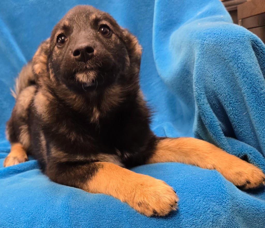 Enlarge Ellinore, a Adoptable mixed breed in Murphysboro, IL image 3/4