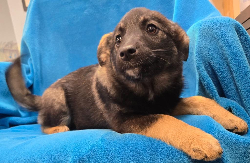 Enlarge Ellinore, a Adoptable mixed breed in Murphysboro, IL image 4/4