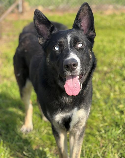WALLEN, Adoptable, Adult Male Husky.