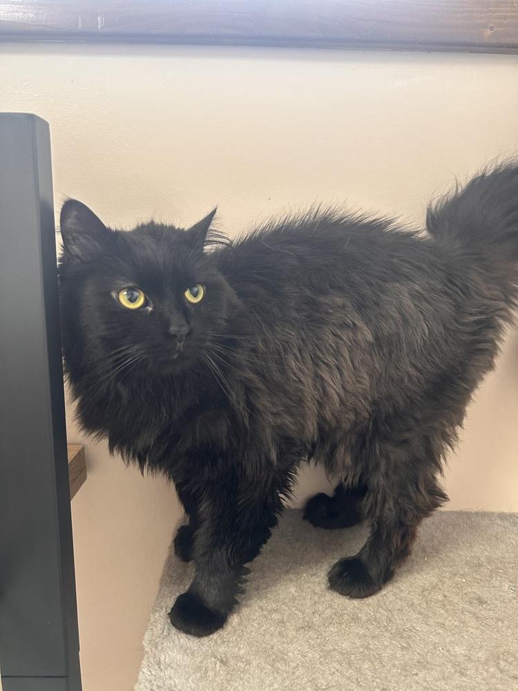 April, Adoptable, Adult Female Domestic Long Hair.