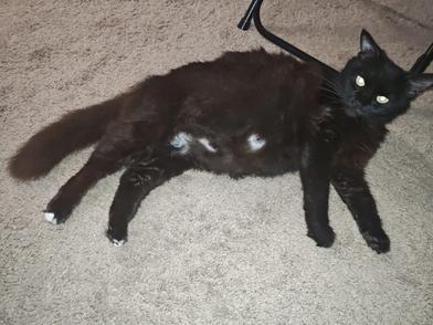 Blacky — thumbnail 4