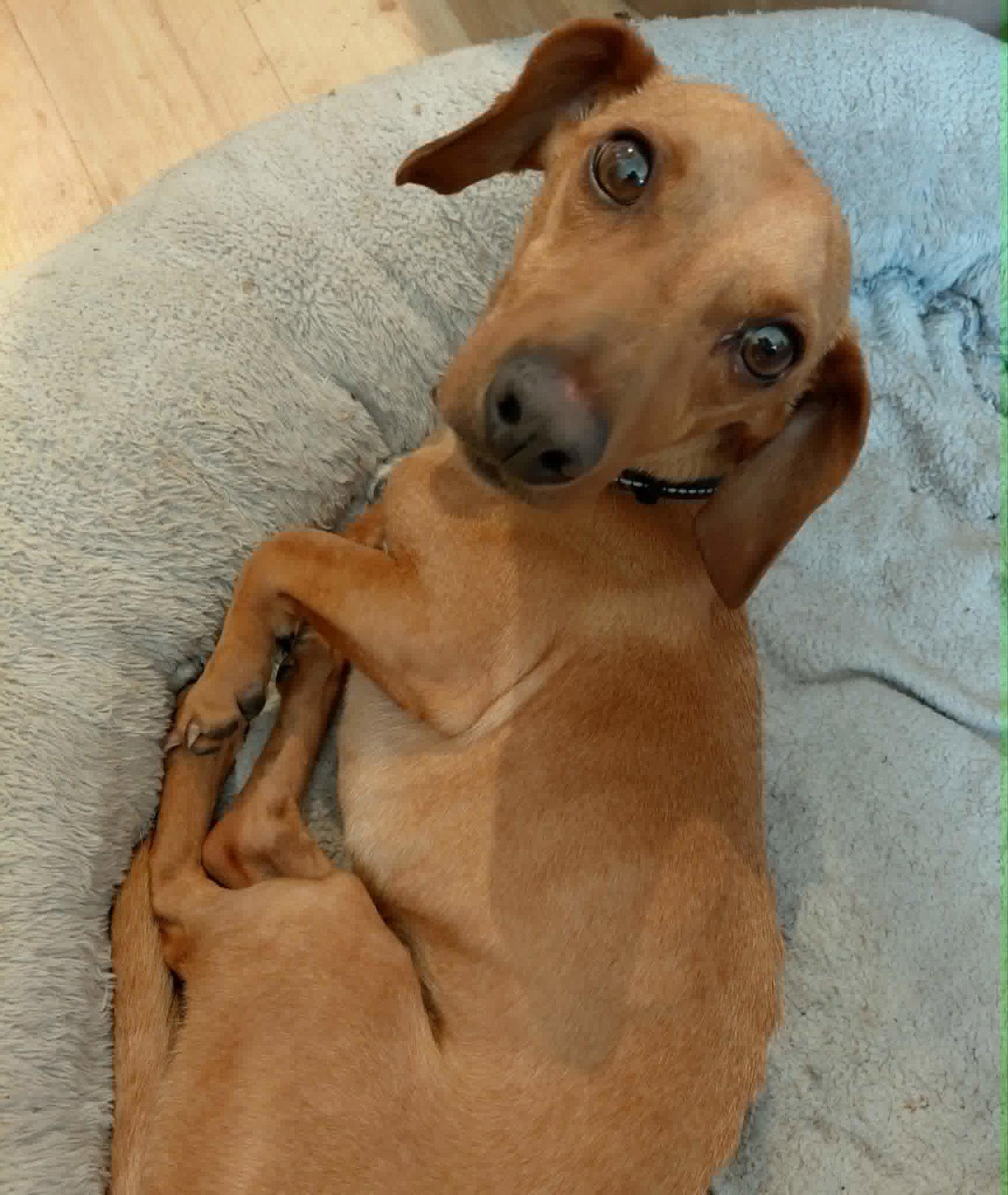 Junior *I need a foster home!*, Adoptable, Adult Male Dachshund.