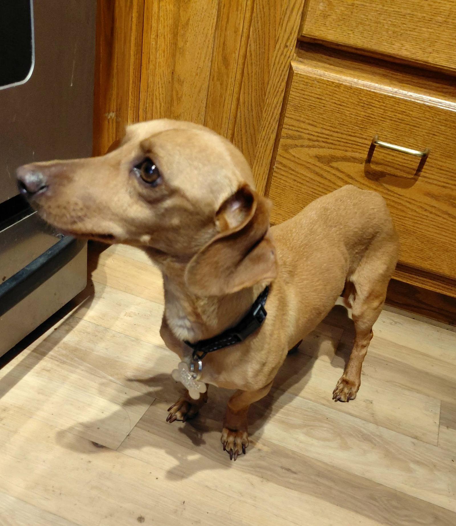 Enlarge Junior *I need a foster home!*, a Adoptable Dachshund in Crystal, MN image 3/3