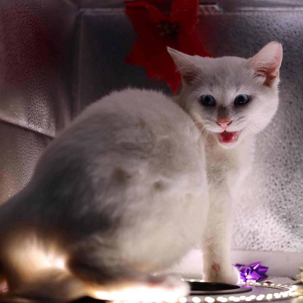 Enlarge Pearl, a Adoptable Domestic Short Hair in Pahoa, HI image 1/4