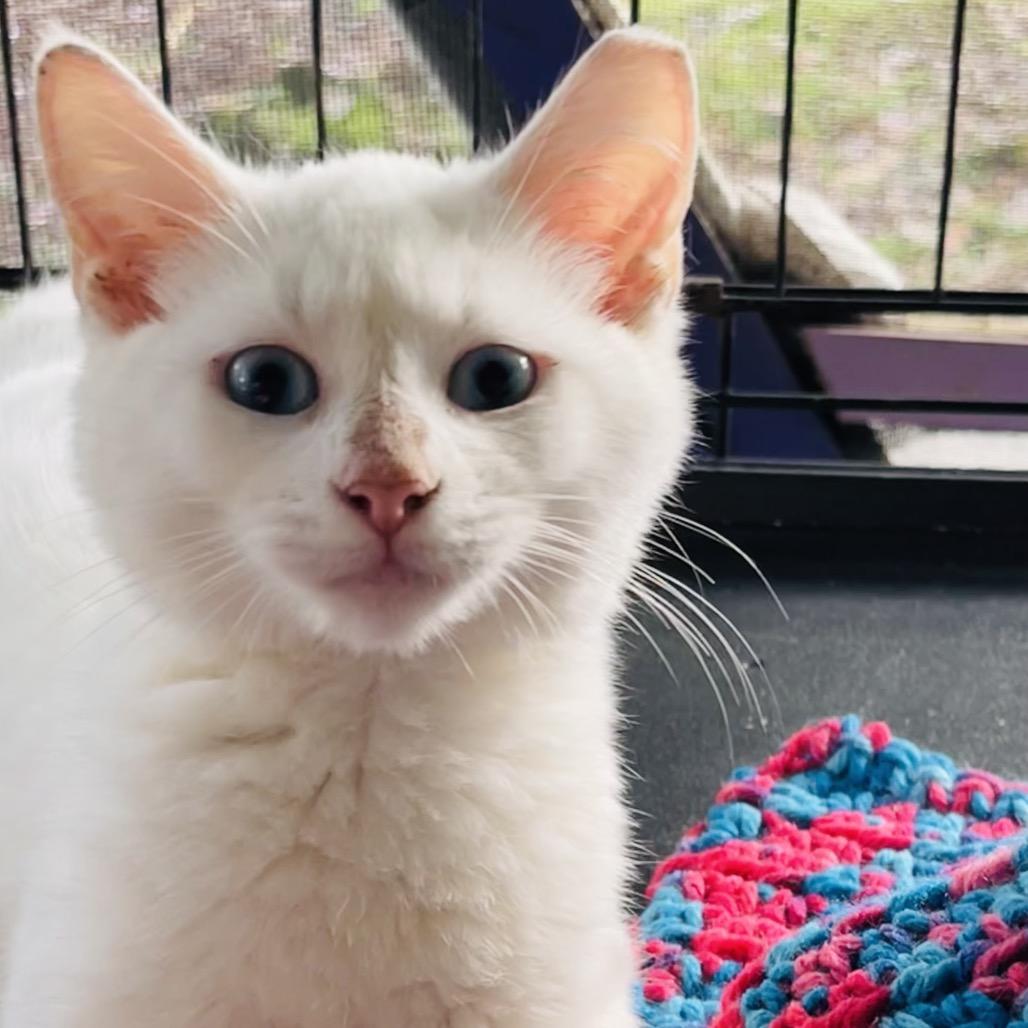 Enlarge Pearl, a Adoptable Domestic Short Hair in Pahoa, HI image 2/4