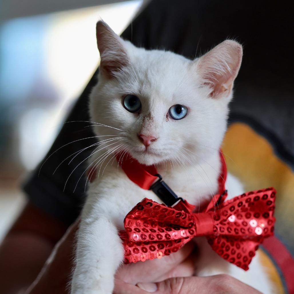 Enlarge Pearl, a Adoptable Domestic Short Hair in Pahoa, HI image 3/4